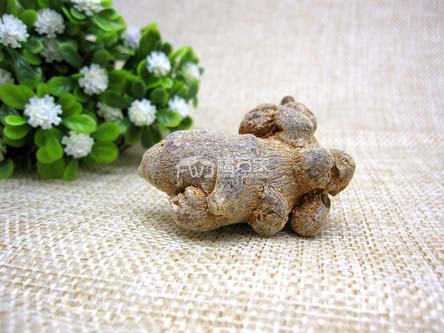 三七的效用可以用在哪些方面？