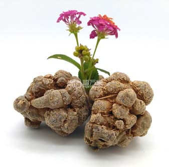 三七粉能和牛奶一起喝嗎？