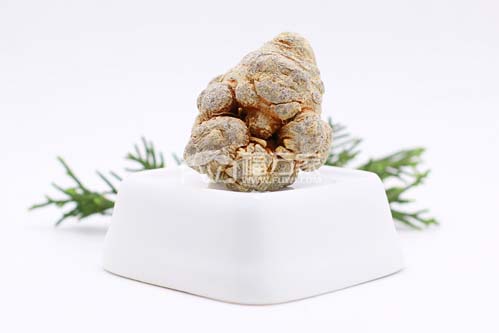 三七粉是熱性還是涼性？