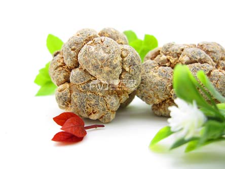 三七是大的好還是小的好？