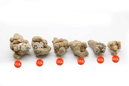 三七粉好壞與頭數(shù)還有關系